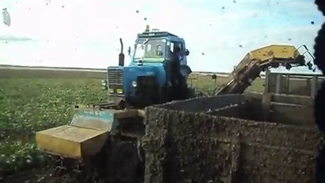 Уборка сахарной свеклы 2011 смотреть онлайн