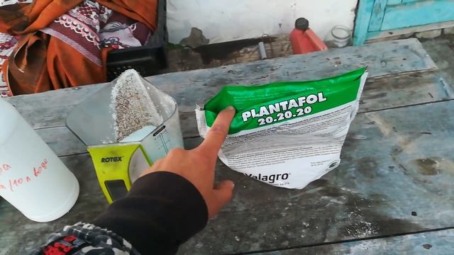 Состояние чеснока,Дозировки(мегафол,плантафол 20.20.20.).