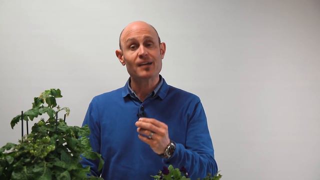 Quand faut-il rempoter une plante d'intérieur? смотреть онлайн
