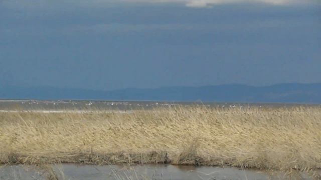 Охота на утку Весна 2019 смотреть онлайн