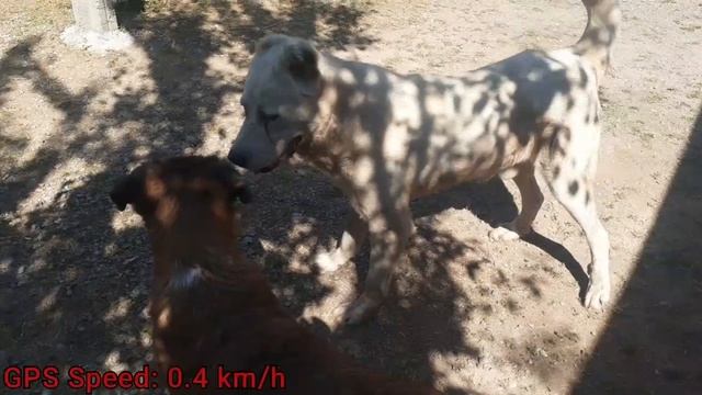 Вязка собак или спаривание смотреть онлайн