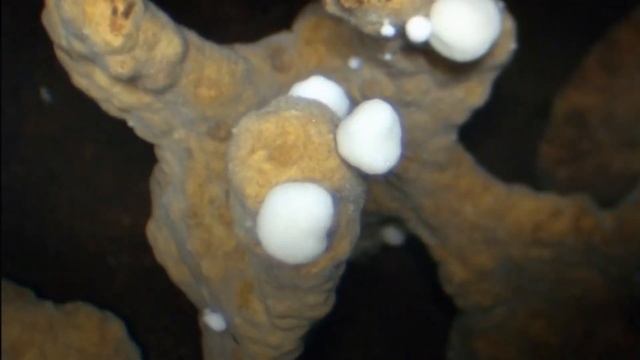 ЦИВИЛИЗАЦИЯ ТЕРМИТОВ. СТРОИТЕЛИ И АРХИТЕКТОРЫ смотреть онлайн