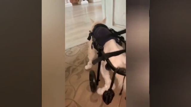 Успехи Персика из Ленинградской области! смотреть онлайн