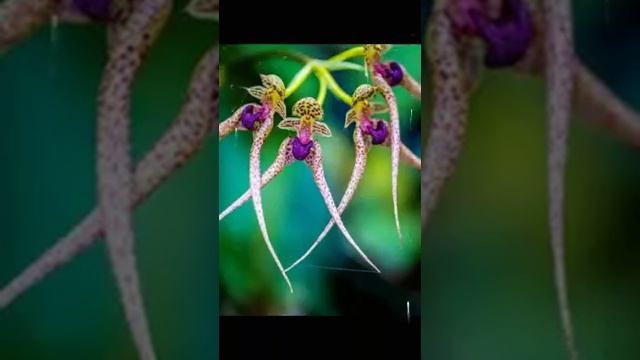 Уличные цветы смотреть онлайн