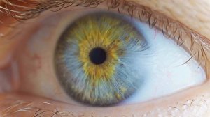 30 интересных фактов о глазах и зрении человека
