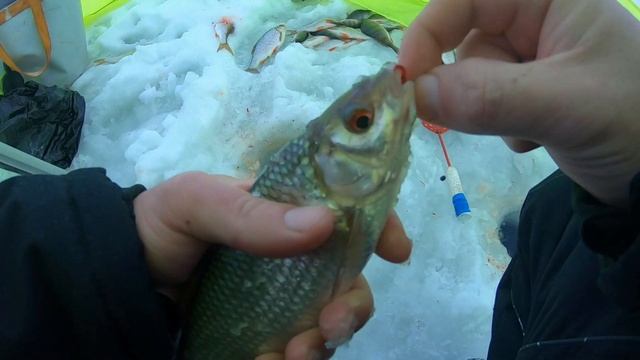 Ловля плотвы, Рузское водохранилище. Уловистая кивковая снасть на плотву. Ночёвка в УП5 с Согра 3. смотреть онлайн