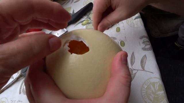 Страусиное яйцо. Готовим несколько блюд из одного страусиного яйца.
