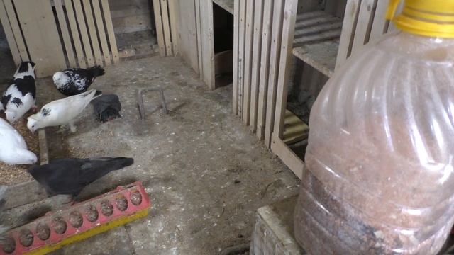 Как я решил проблему болезни голубят ! #pigeons# Комплексное лечение голубей! смотреть онлайн