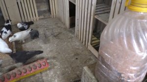 Как я решил проблему болезни голубят ! #pigeons#  Комплексное лечение голубей!