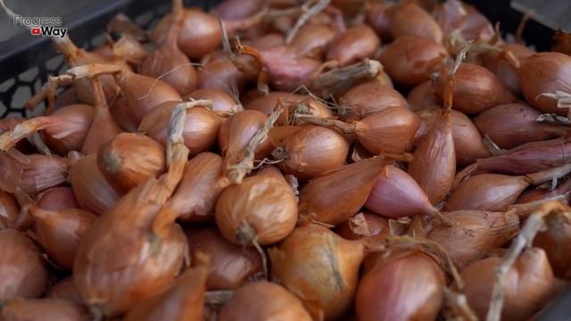 ЛУКОВИЦЫ У ЛУКА ОТ ТАКОЙ ПОДКОРМКИ БУДУТ КРУПНЫМИ. КАЖДЫЙ ГОД СОБИРАЕМ ЛУК С ОГРОМНЫМИ ГОЛОВКАМИ! смотреть онлайн