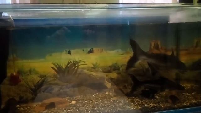 Акулы аквариумного мира - пангасиусы. Sharks of the aquarium world-pangasius. смотреть онлайн