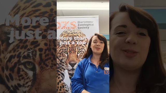 Red Handed Tamarin and Common Marmoset Virtual Talk at Dartmoor Zoological Park смотреть онлайн