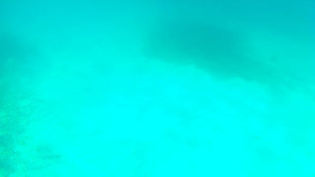 Swim For Alligator Lighthouse 2016 - The Triple Crown смотреть онлайн