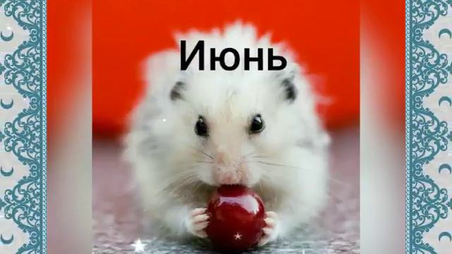 Календарь кто какой хомячок . Приятного просмотра смотреть онлайн