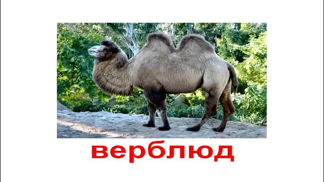 Развивающее видео для детей. Учим животных смотреть онлайн
