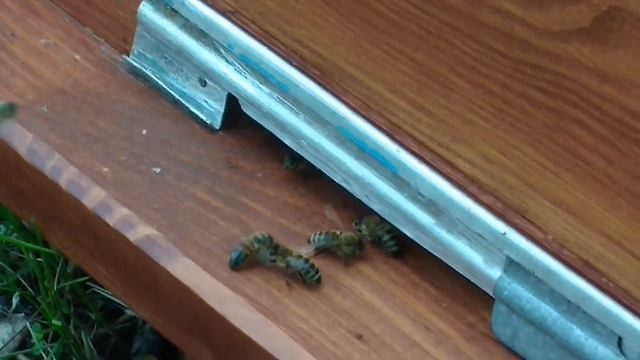 Пчелки работают на черноклене. смотреть онлайн