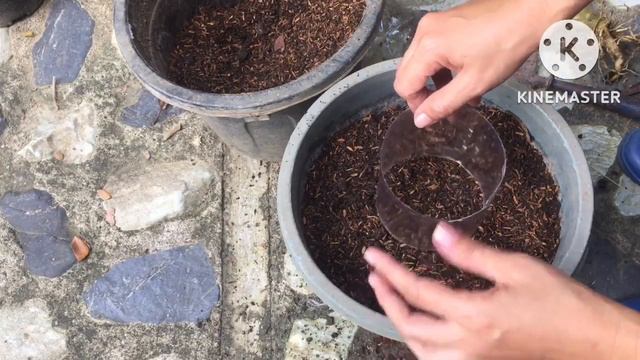 Propagated Adenium Cutting ( replanting ) смотреть онлайн