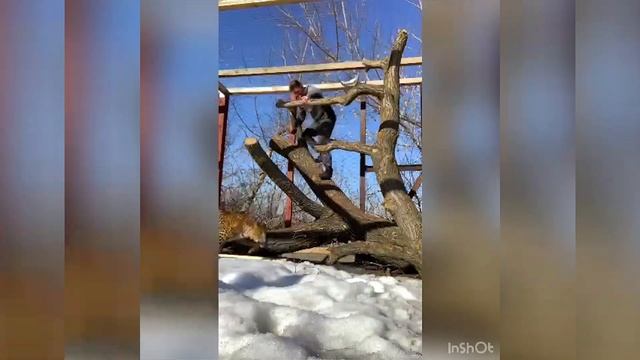 Делаем лежанку для кота смотреть онлайн