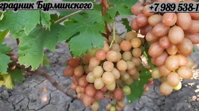 НОВИНКА!!! ГФ. Винограда ПРЕРИЯ (Калугин В.М.). смотреть онлайн