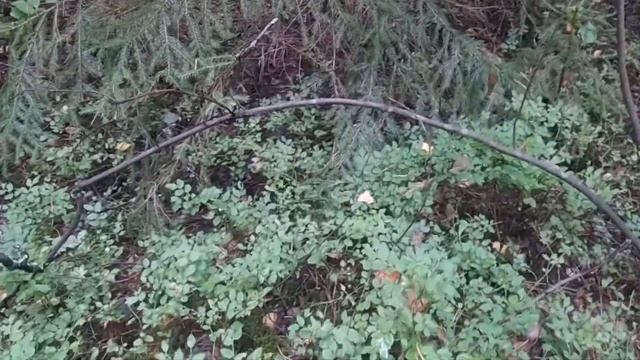 СБОР БЕЛЫХ ГРИБОВ смотреть онлайн