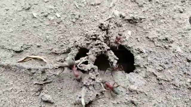 Строительство муравейника смотреть онлайн