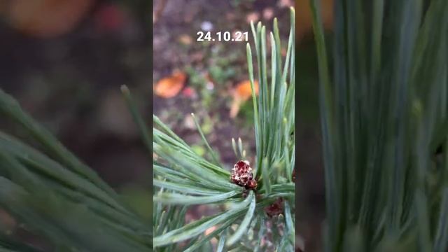 Сосна Обыкновенная “Watereri” смотреть онлайн