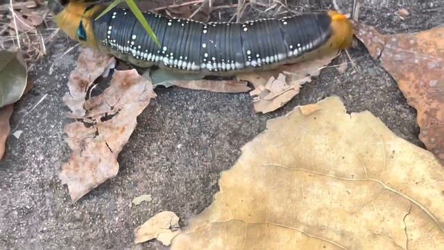 Огромная гусеница Бражника олеандрового / A Huge Caterpillar Of Oleander Hawk Moth