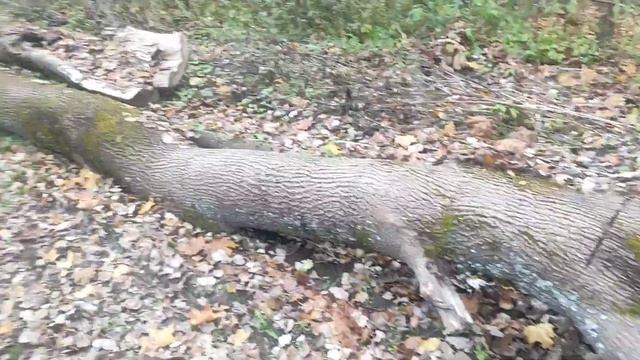 Деревенская жизнь/Мороз -8/Сушу петрушку/На ужин свёкла/ Freezing -8/Dry parsley/Beets for dinner смотреть онлайн