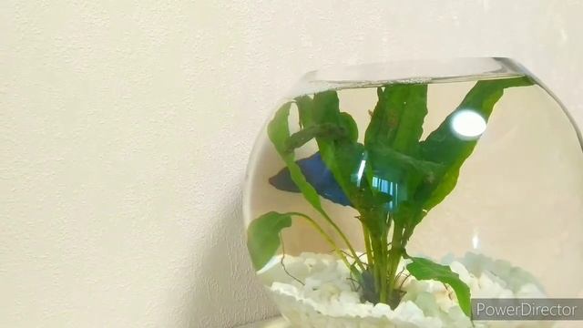 Рыбка Петушок: содержание и уход. смотреть онлайн