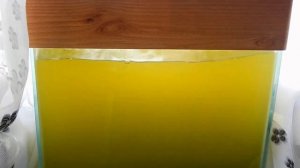 Разведение дафний в домашних условиях. Живой корм для аквариумных рыбок.