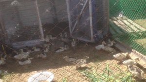 Выращивание мулардов