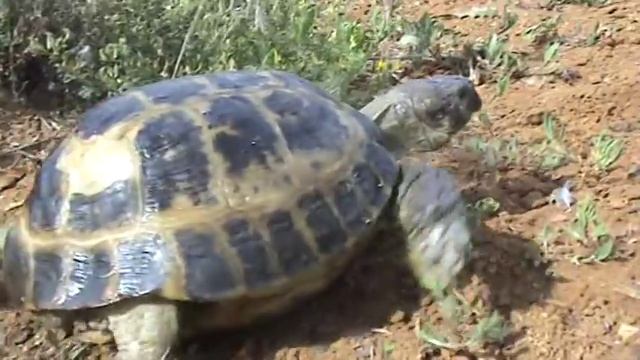 Сухопутная черепаха в домашних условиях более 20 лет - содержание и уход смотреть онлайн