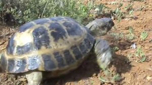 Сухопутная черепаха в домашних условиях более 20 лет - содержание и уход