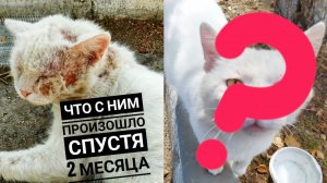 Что случилось с «израненным» Белым котом спустя время?