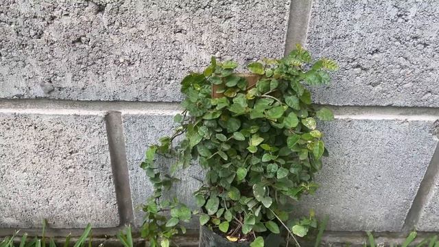 COMPRANDO PLANTAS, VIENDO DECORACIÓN, DIA RESET SEPTIEMBRE смотреть онлайн