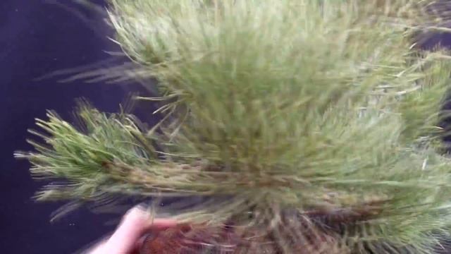 Primer Diseño Para Un Pinus Mugo Mughus