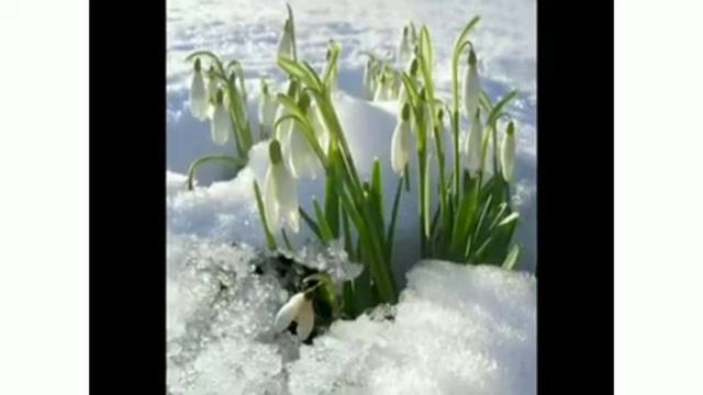 Песенки Нолика 9 Когда цветут кактусы ? Про Мексику ?? смотреть онлайн