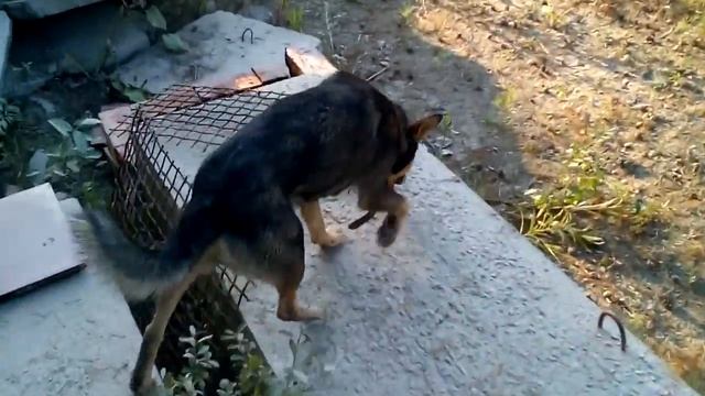 коптильня из плиты смотреть онлайн