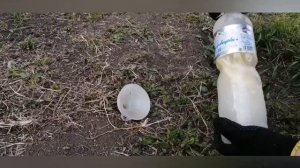 Как бороться с жуком #Кравчиком #Стригуном?