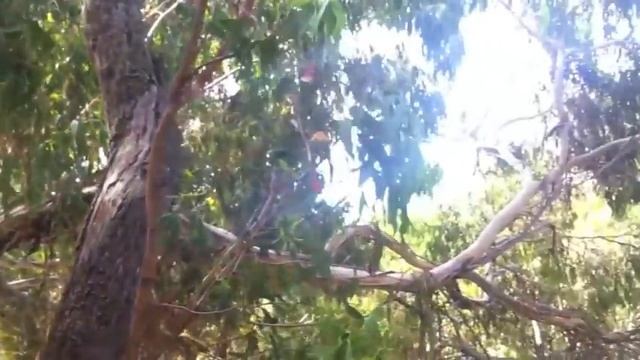 Phillip Island Excursion