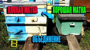 КАК ОБЪЕДИНИТЬ ОТВОДОК (ХОРОШАЯ МАТКА) С СЕМЬЕЙ (МАТКА ПЛОХАЯ)? ЛЮБИТЕЛЬСКОЕ ПЧЕЛОВОДСТВО 23-28