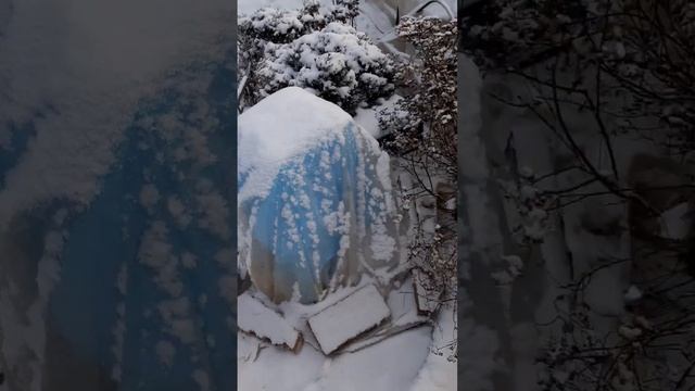 Когда и как укрывать розы ? смотреть онлайн