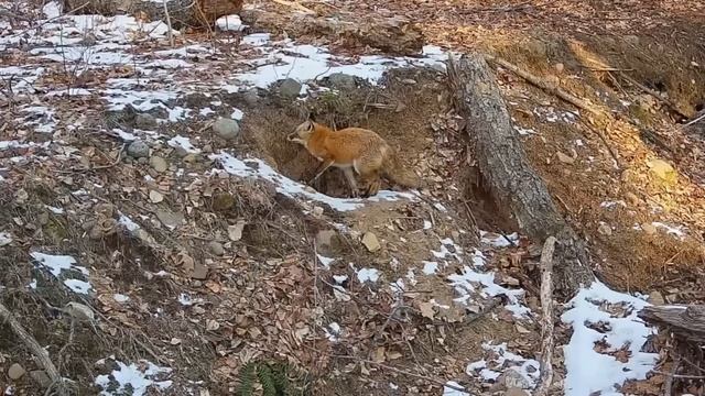 Things you need to know about RED FOXES! смотреть онлайн