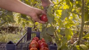 Мегаурожайные Неприхотливые Сорта Томатов Для Открытого Грунта 2022 / Помидоры Устойчивые К Болезня