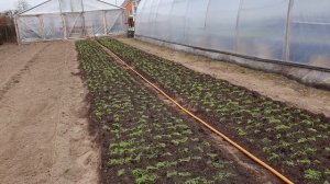 Укроп через рассаду!  Высаживаем в открытый грунт. Сегодня 12 апреля.