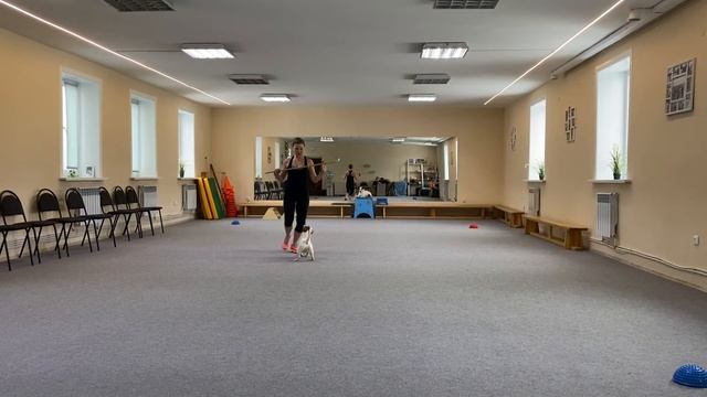 Как научить собаку командам / Дрессировка собаки / Танцы с собакой / Терра / Элементы 16.01.2021 г. смотреть онлайн