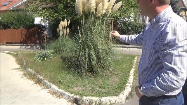 Cortaderia selloana - Pampafű смотреть онлайн