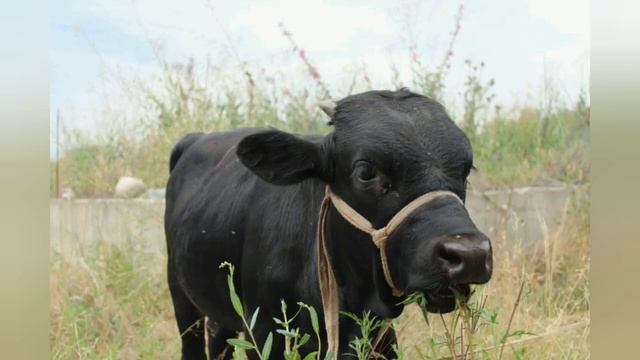 Праздничные/выходные дни. Наш участок. АЛМАТЫ смотреть онлайн
