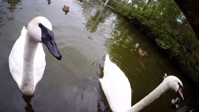 Ярославский зоопарк смотреть онлайн