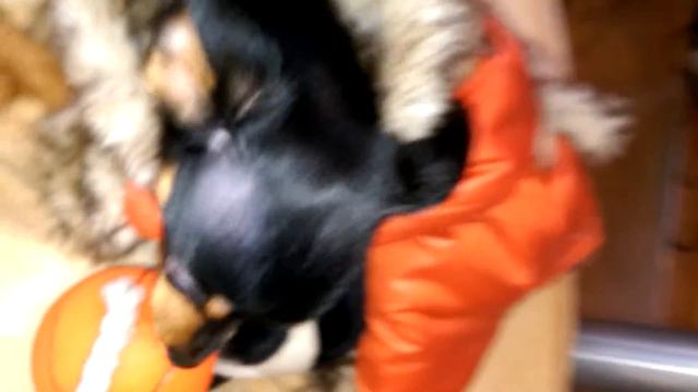 Ненормальный той терьер смотреть онлайн